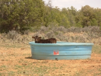 Calf in water trough